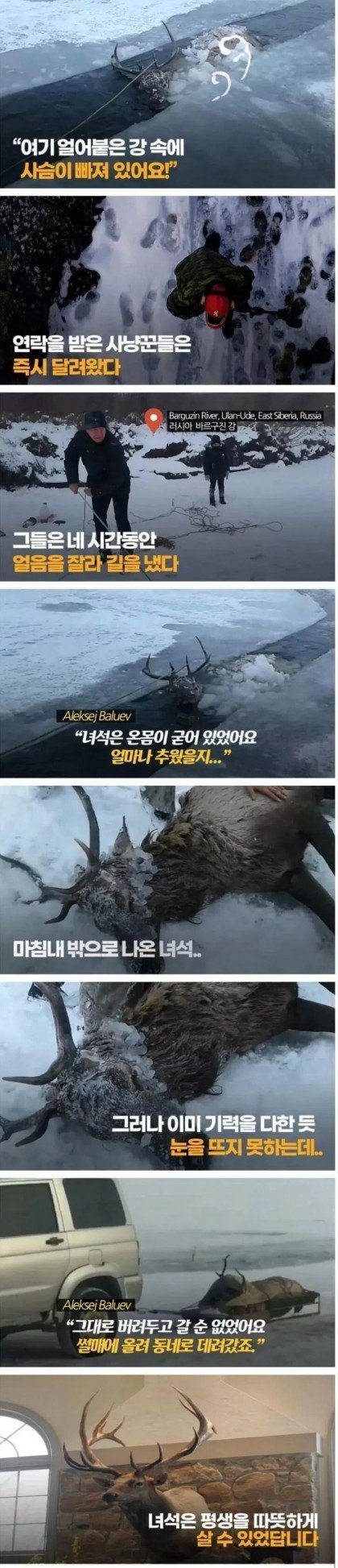 얼어붙은 강에 빠진 사슴 구출