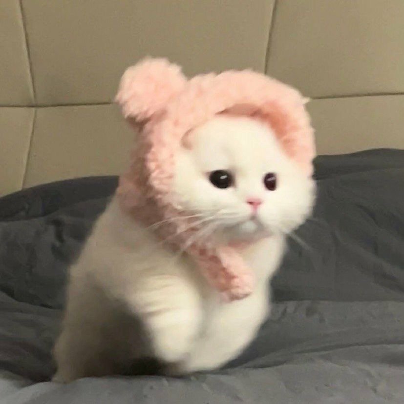 오늘의 고양이짤