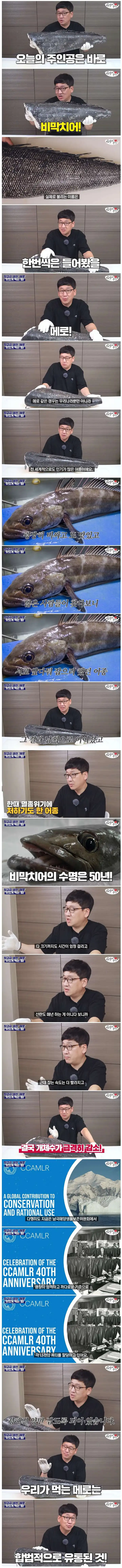 너무 맛있어서 멸종될뻔했던 생선