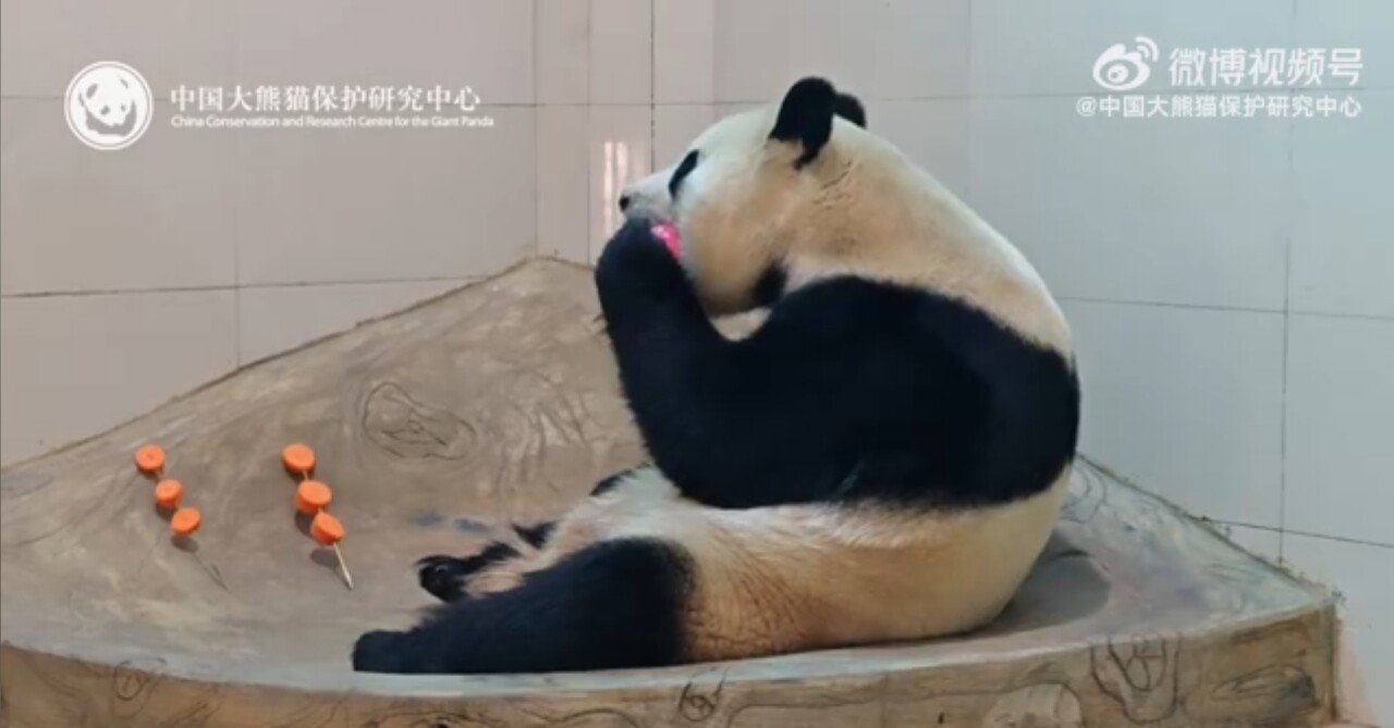 오늘 공개된 푸바오 최신근황ㄷㄷㄷ