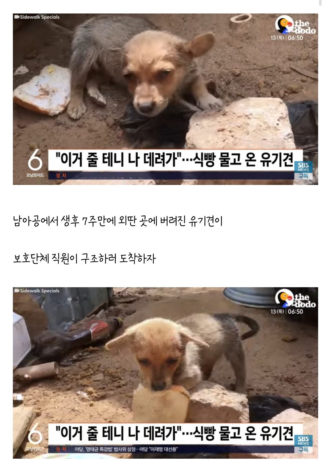 식빵으로 간택당한 유기견