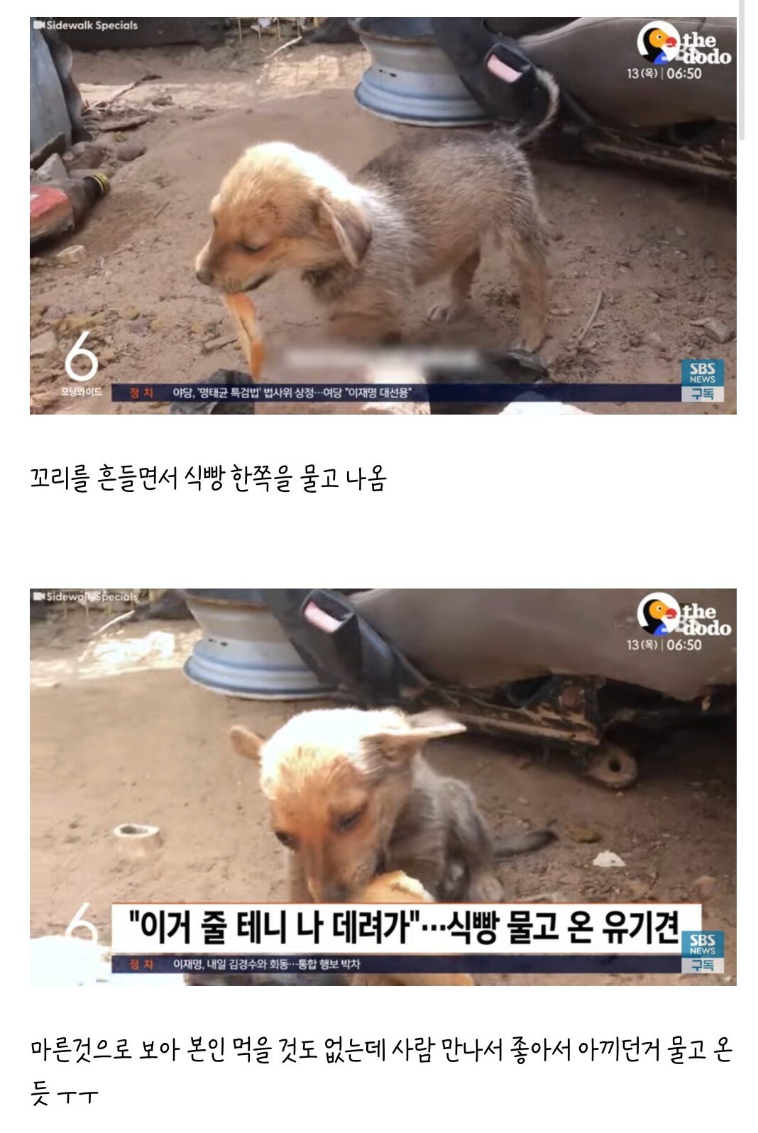 식빵으로 간택당한 유기견