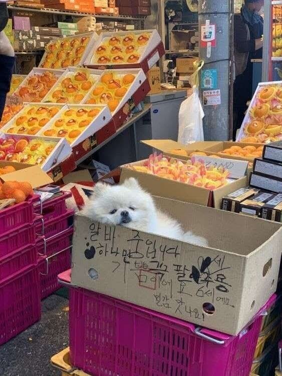 일 안 하고 쳐자는 과일 가게 알바.jpg