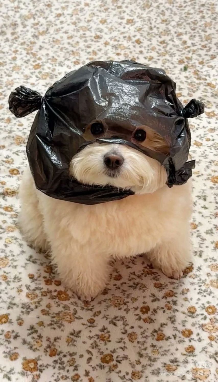 저는 강도입니다.