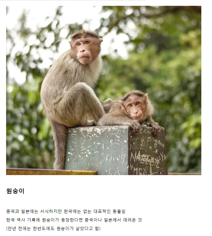 중국과 일본에 서식하지만 한국에는 없는 동물.