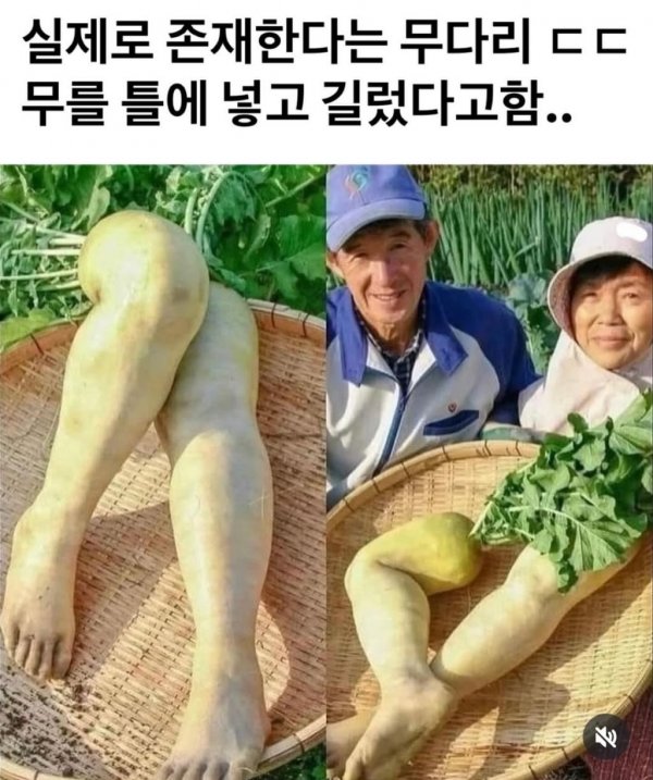 무다리 실물구경