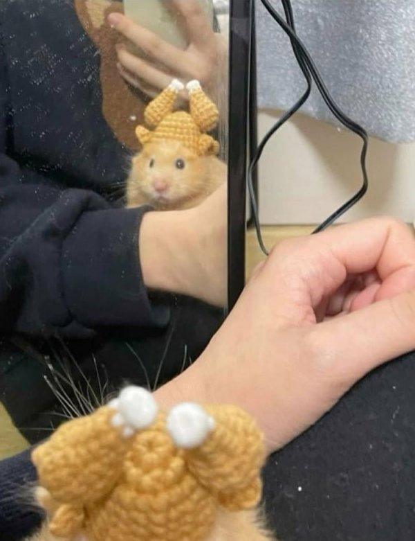 통닭을 뒤집어 쓴 햄스터
