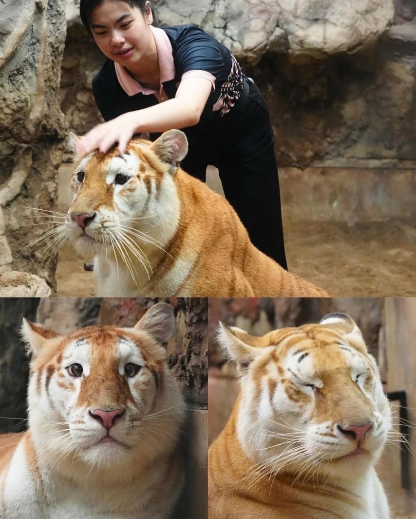 심성이 그대로 얼굴에 있는 호랑이.jpg