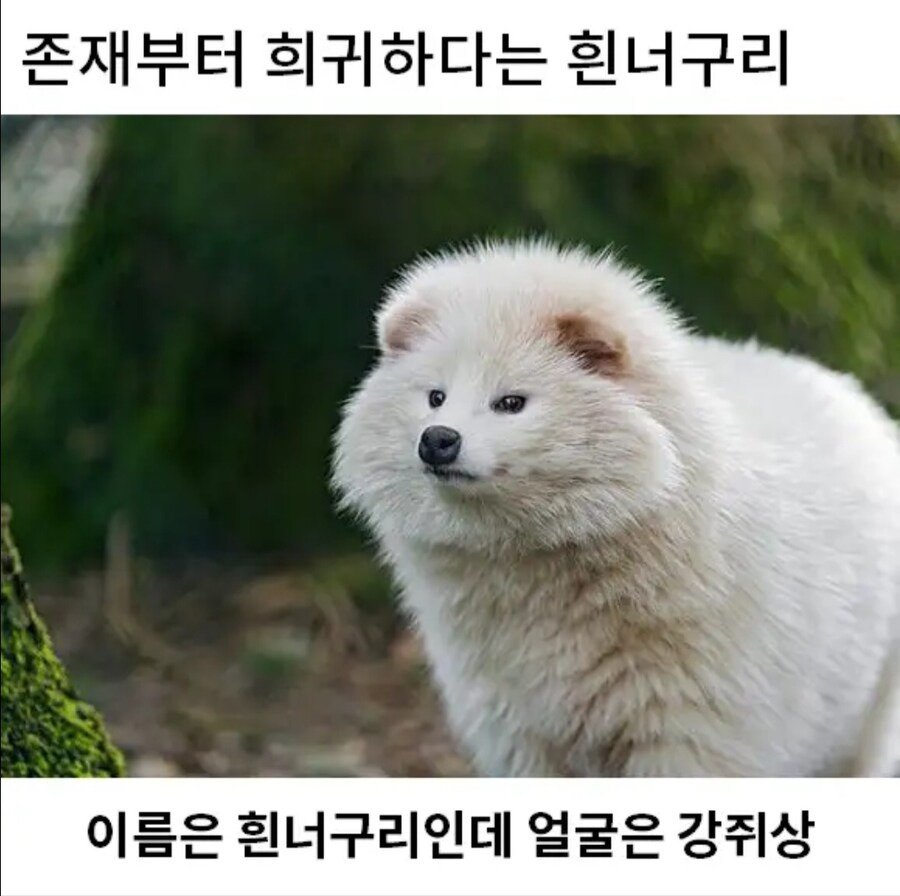 희귀한 존재 흰너구리