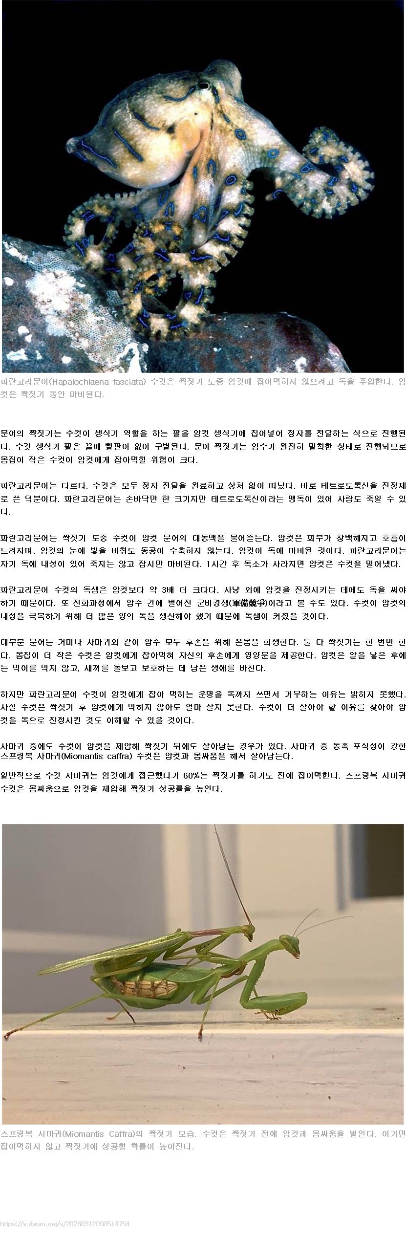 짝에 독을 쏘는 문어.