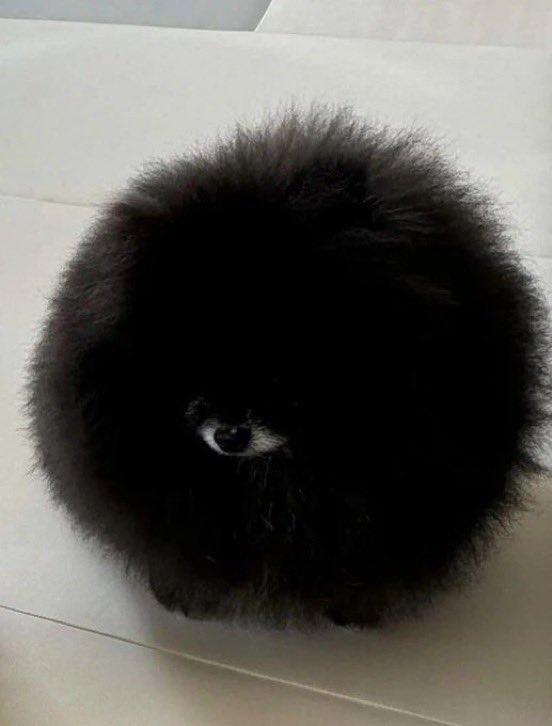 외눈박이 강아지