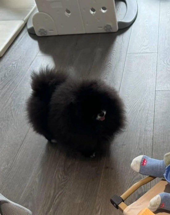 외눈박이 강아지
