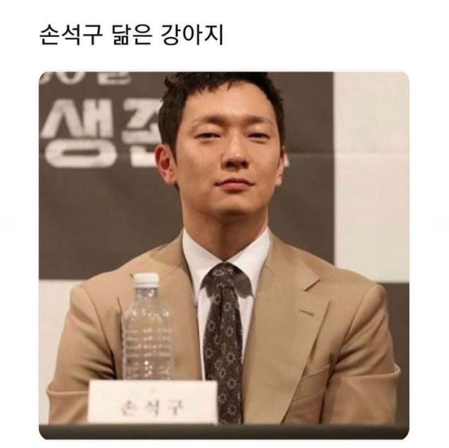 연예인 닮은 꼴 댕댕이들