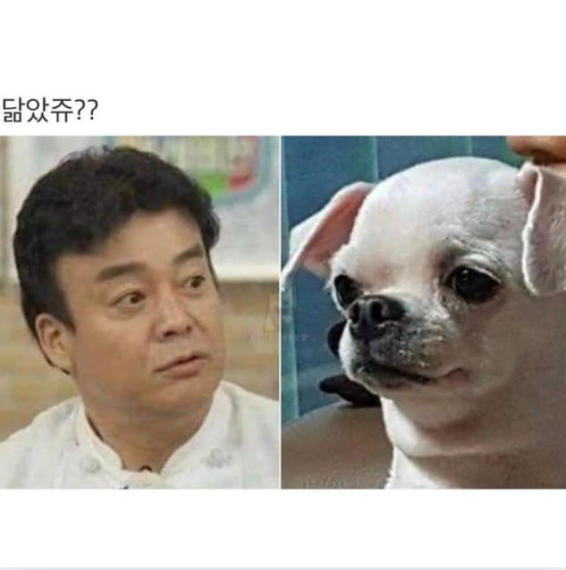 연예인 닮은 꼴 댕댕이들