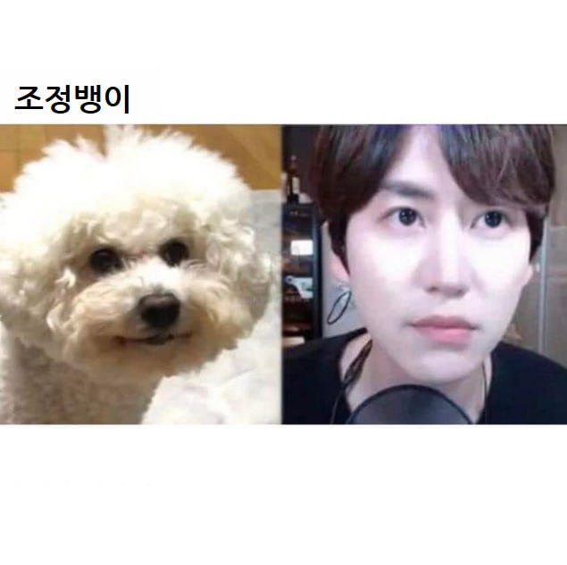 연예인 닮은 꼴 댕댕이들