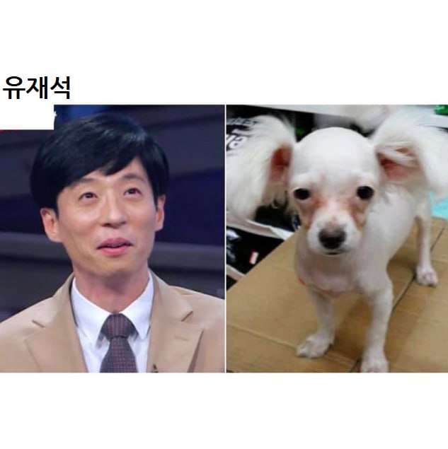 연예인 닮은 꼴 댕댕이들