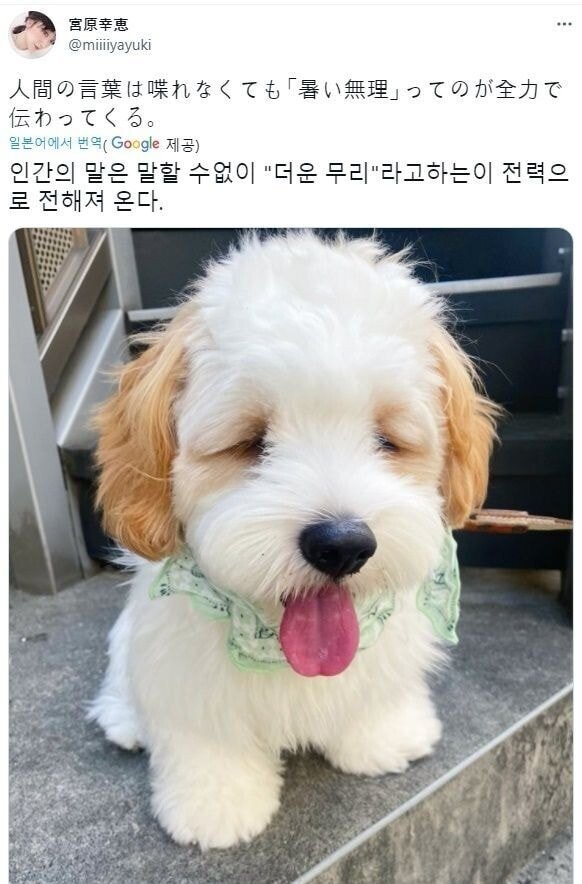 온몸으로 덥다를 표현하는 강아지