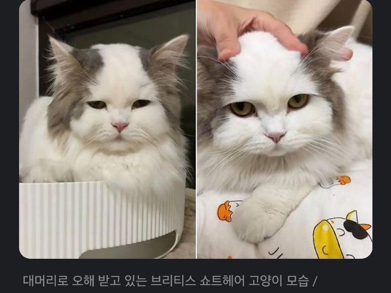 대머리로 오해받는다는 고양이