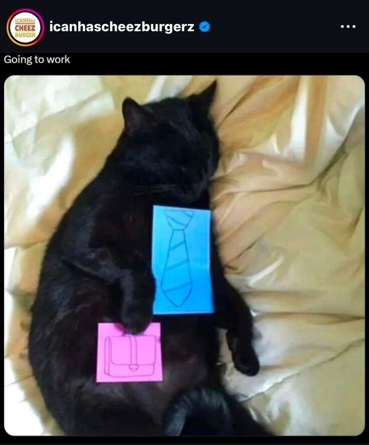 출근준비중인 고양이.jpg