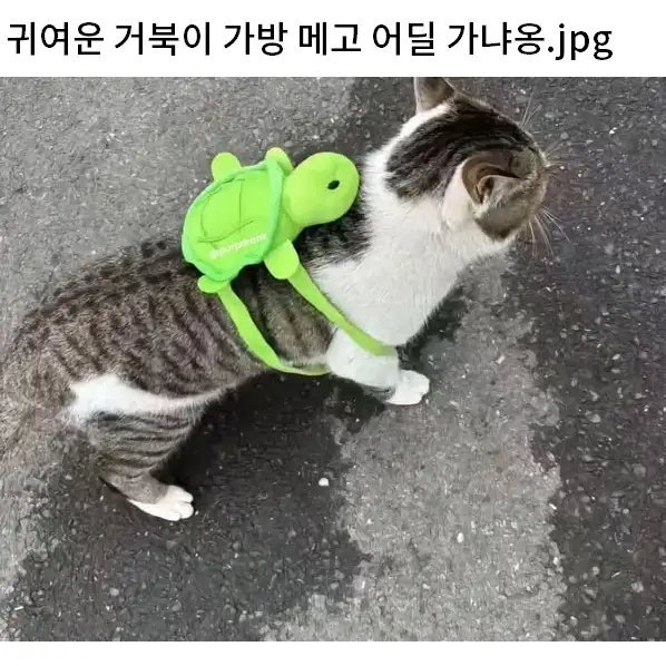 노템전에 아이템끼고 나간 고양이.jpg