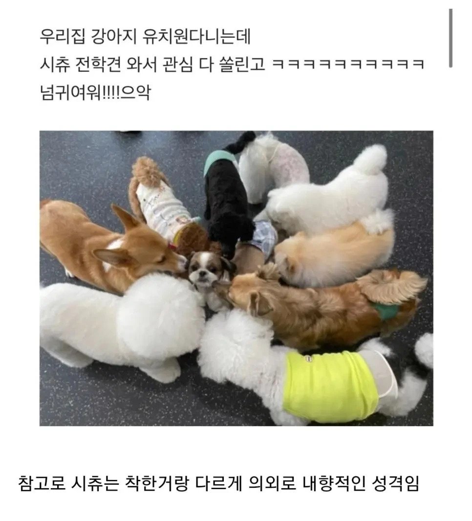 강아지 유치원에 온 시츄
