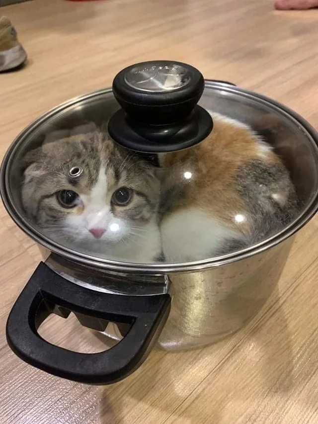 충격적인 나비탕 실물.jpg