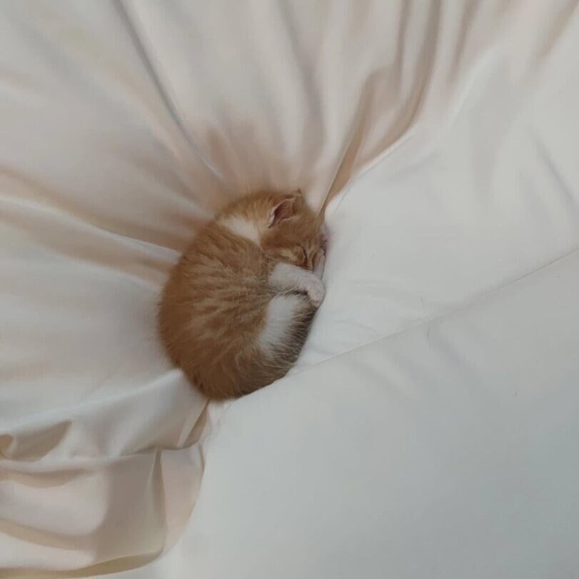 잠자는 아기고양이