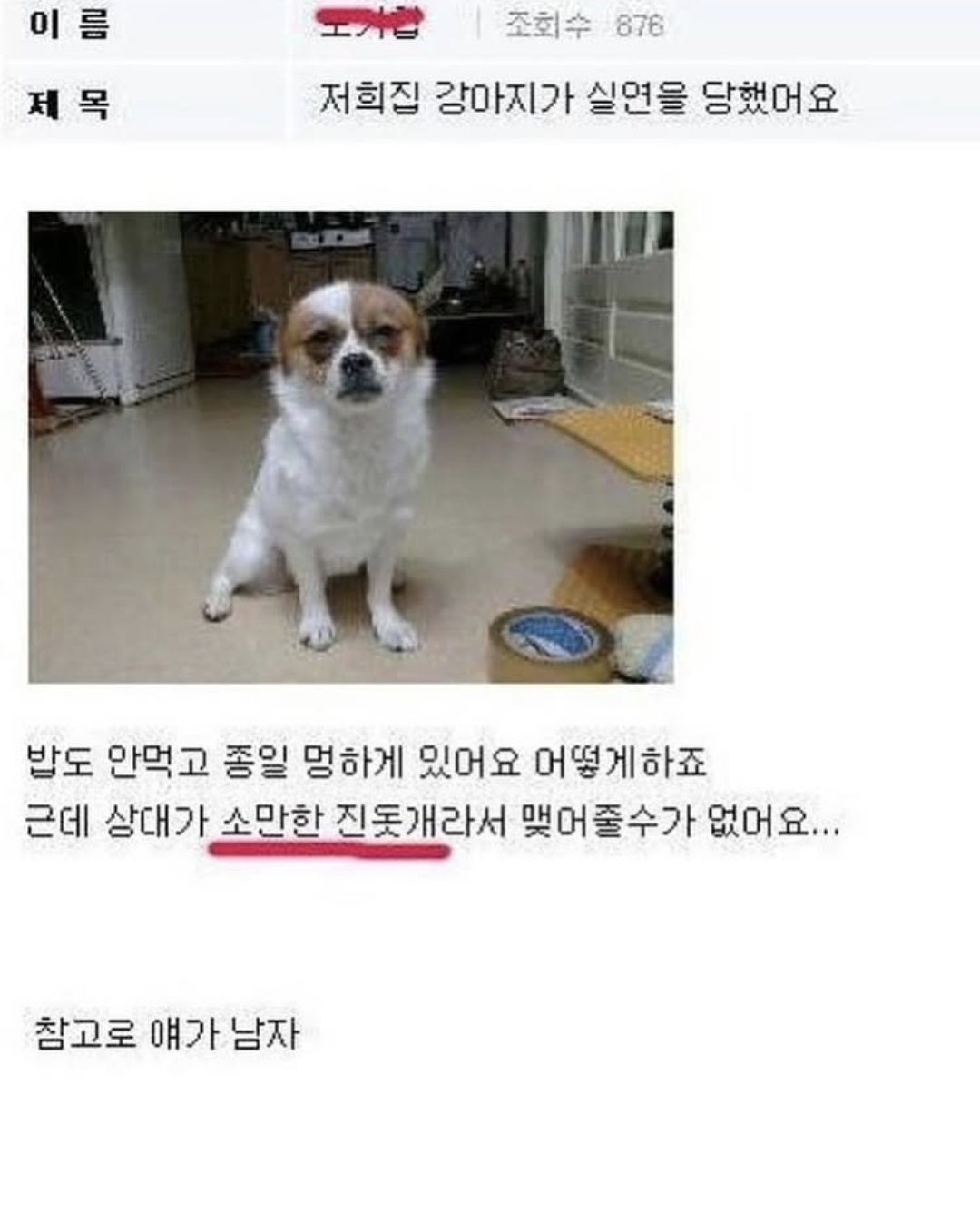 저희집 강아지가 실연을 당했어요