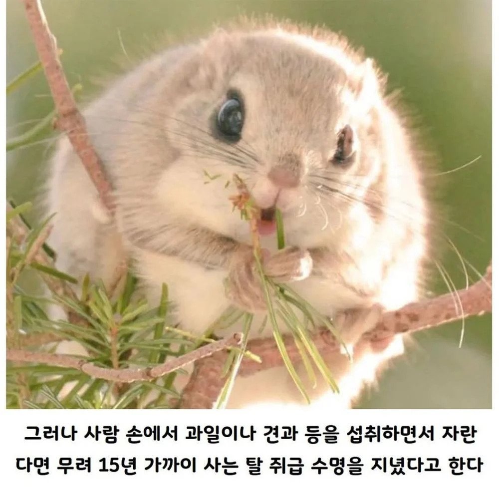 사람이 키우면 수명이 늘어나는 동물.jpg