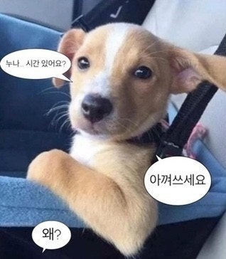 동물 짤 계속함 ㅋㅋㅋ