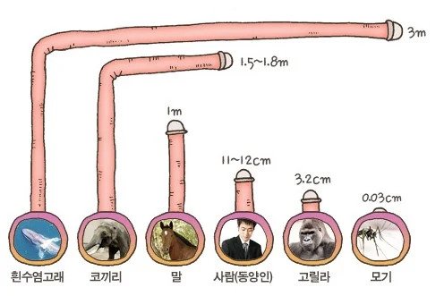 종족별 ㅈㅈ길이