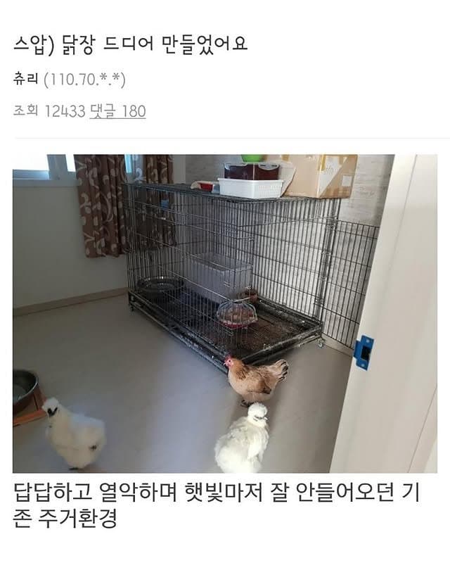 베란다에 닭장 만든 동물갤러
