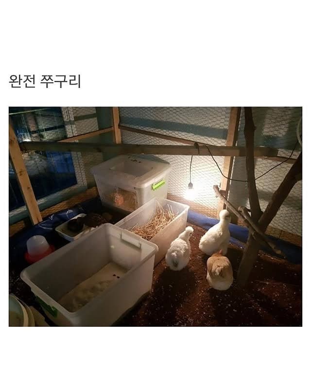 베란다에 닭장 만든 동물갤러