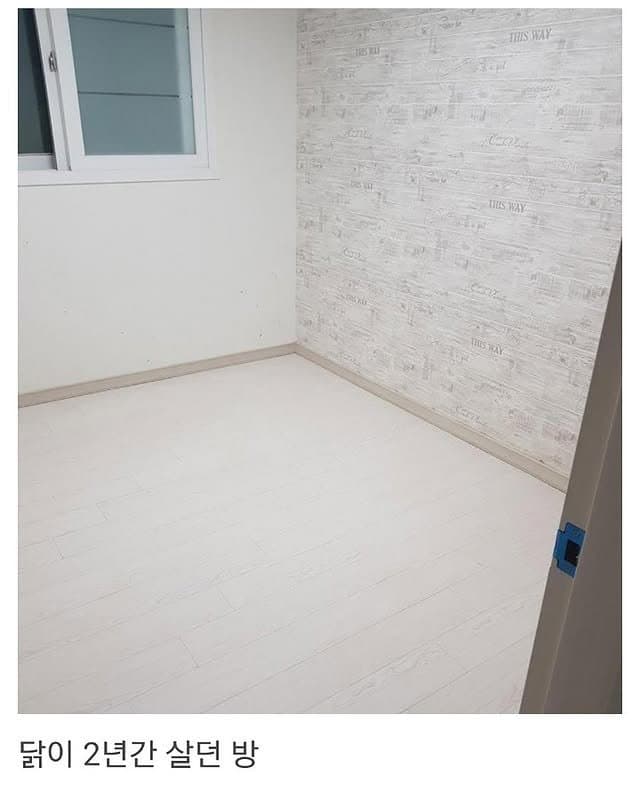 베란다에 닭장 만든 동물갤러