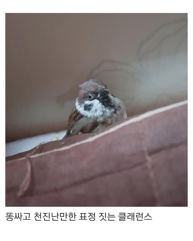 베란다에 닭장 만든 동물갤러