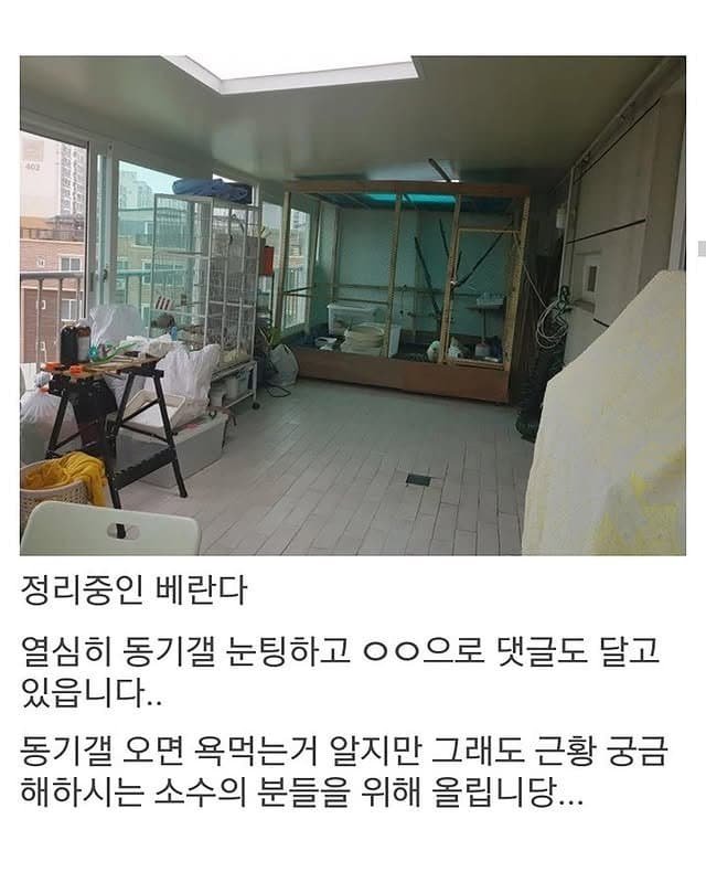 베란다에 닭장 만든 동물갤러