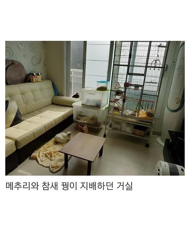 베란다에 닭장 만든 동물갤러