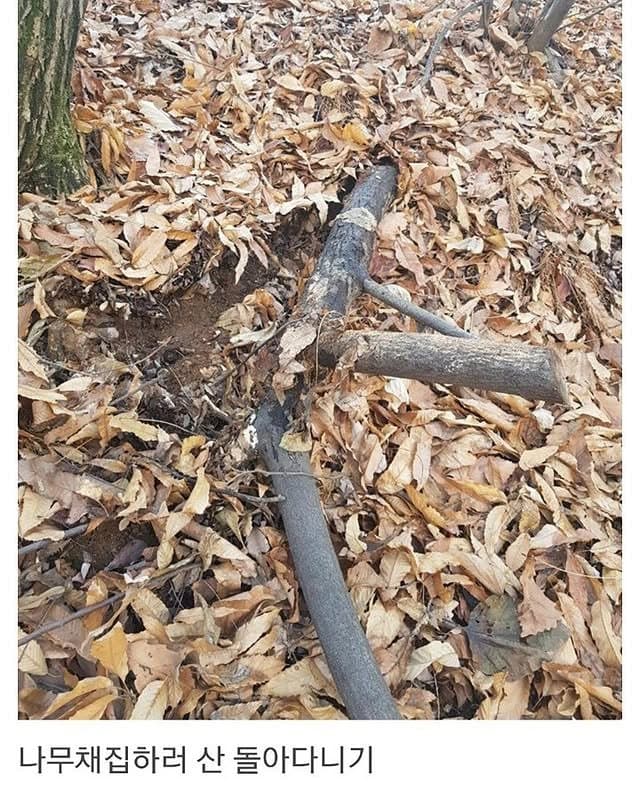 베란다에 닭장 만든 동물갤러