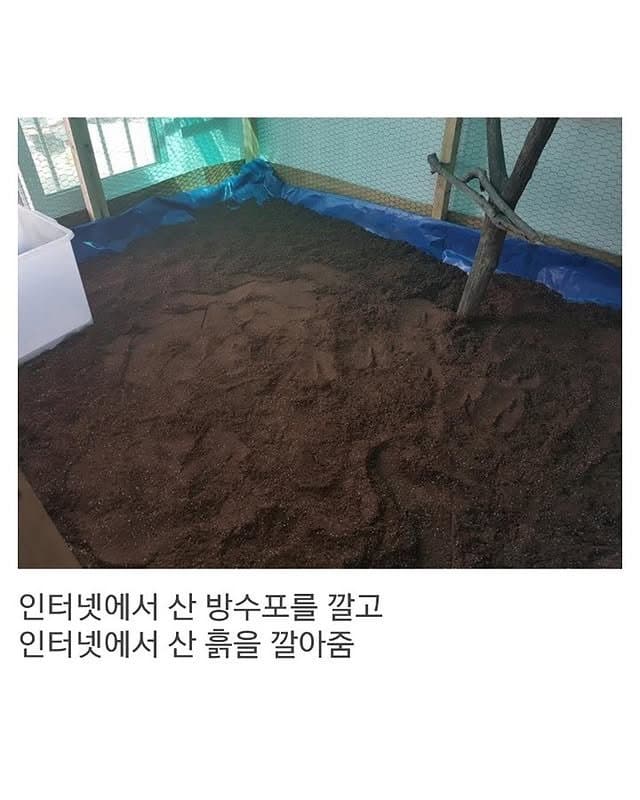 베란다에 닭장 만든 동물갤러