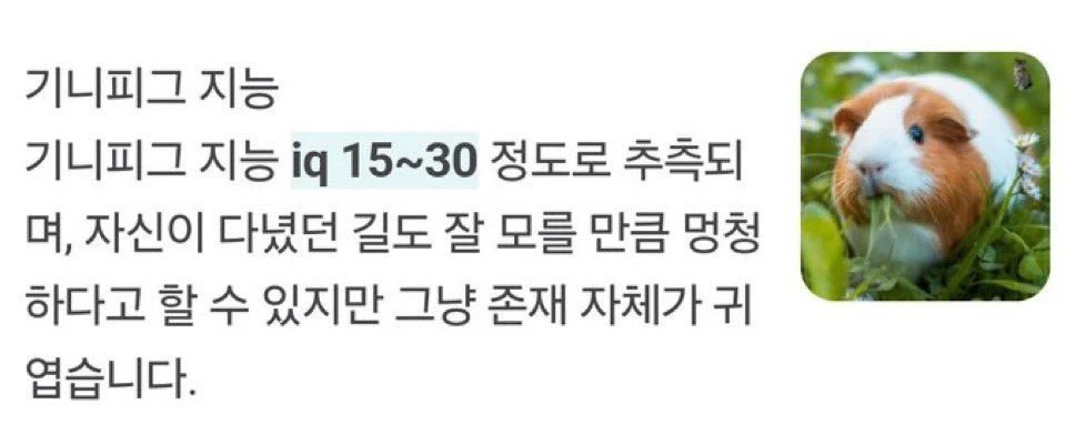 기니피그 지능