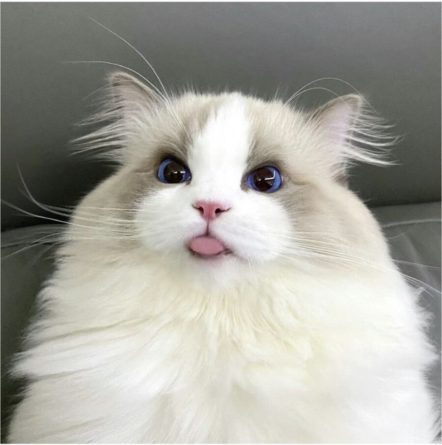 고양이 미모 레전드