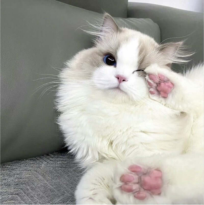 고양이 미모 레전드