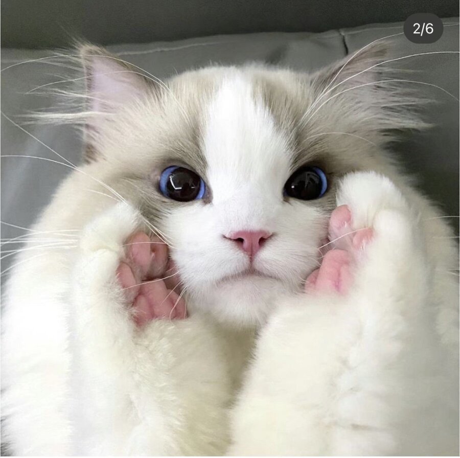 고양이 미모 레전드