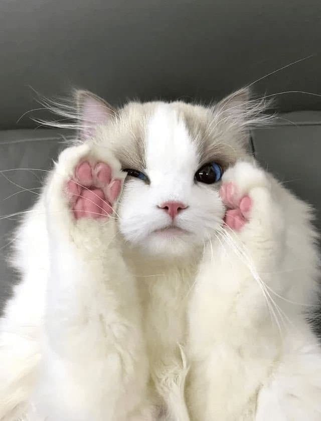 고양이 미모 레전드