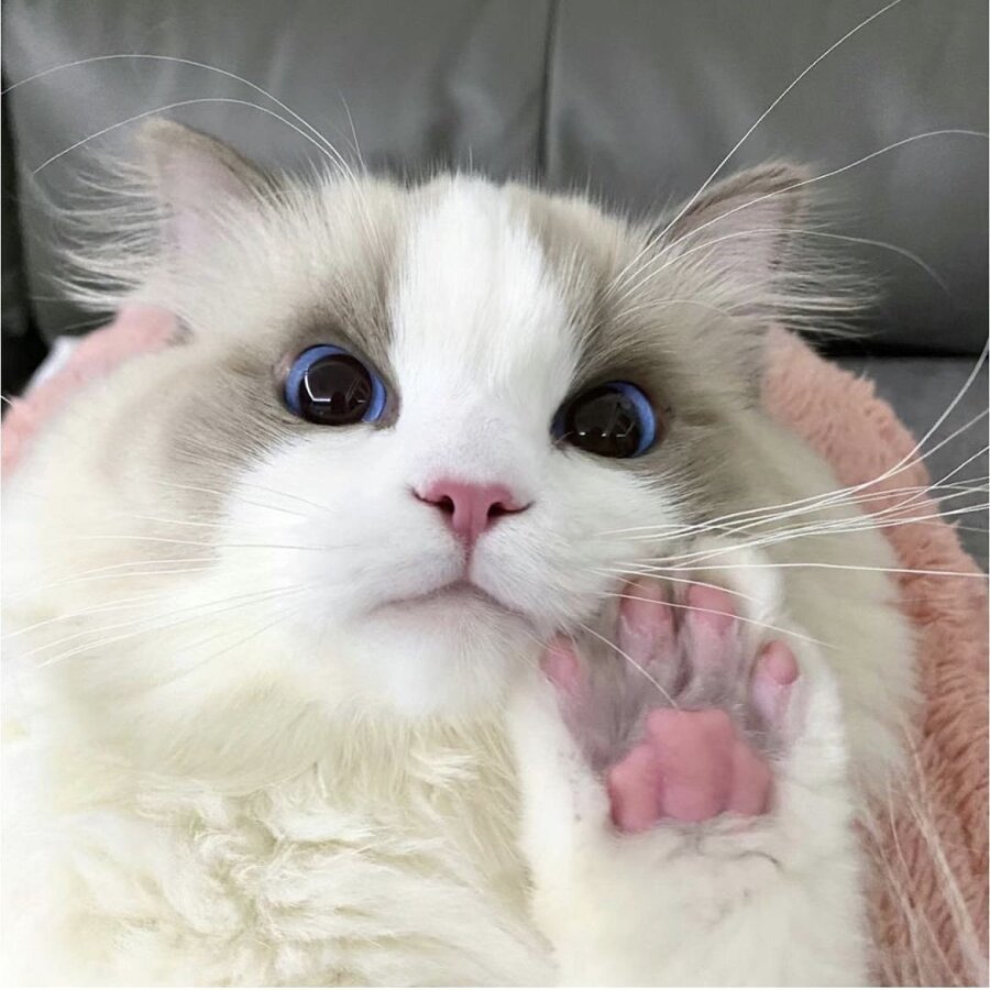 고양이 미모 레전드
