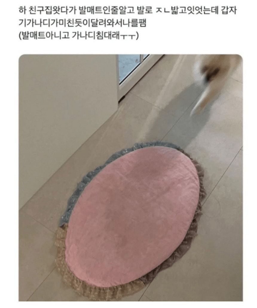 친구집 강아지한테 맞은 이유ㅋㅋ