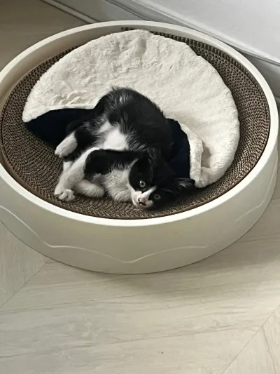 문학야구장 난입한 아기 고양이 근황