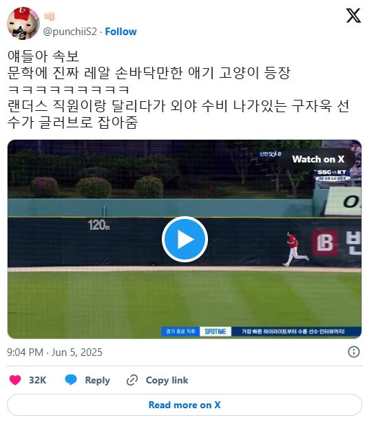 문학야구장 난입한 아기 고양이 근황
