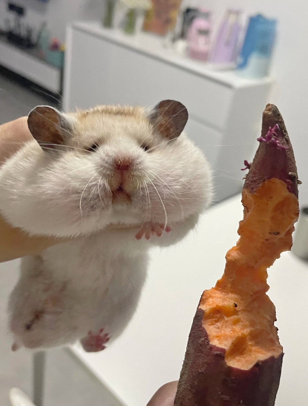 고구마 도둑 검거