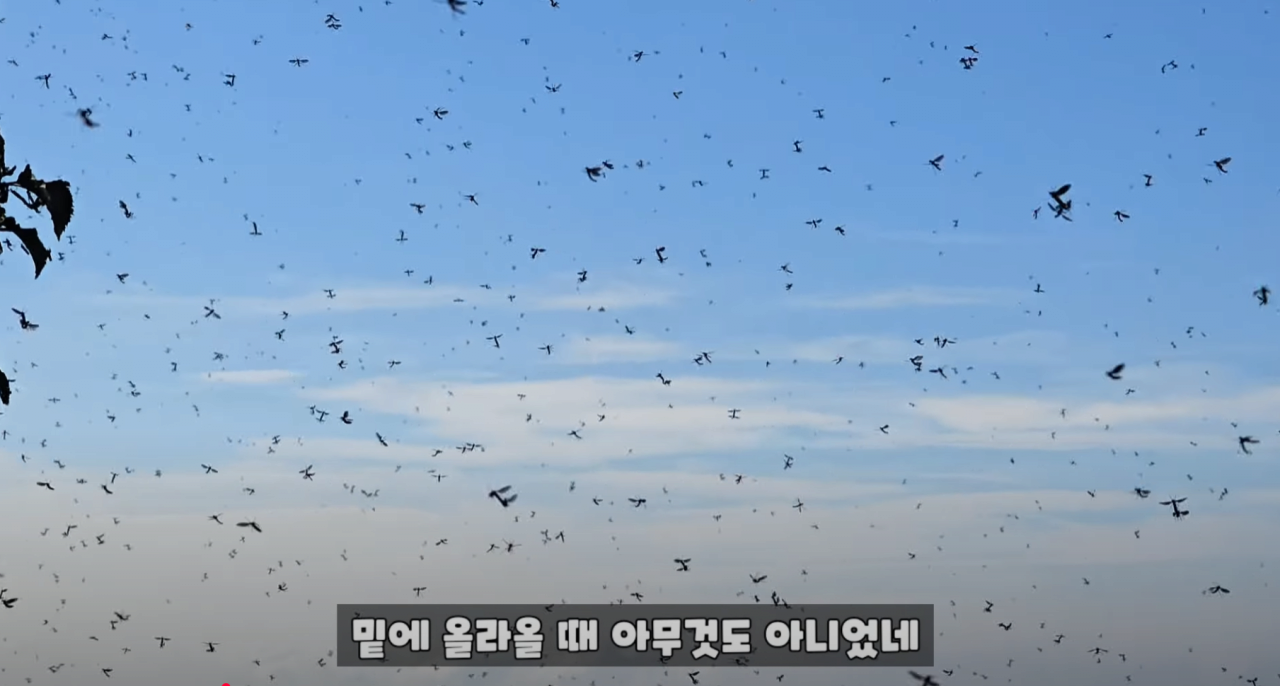혐짤) 인천 러브버그 근황